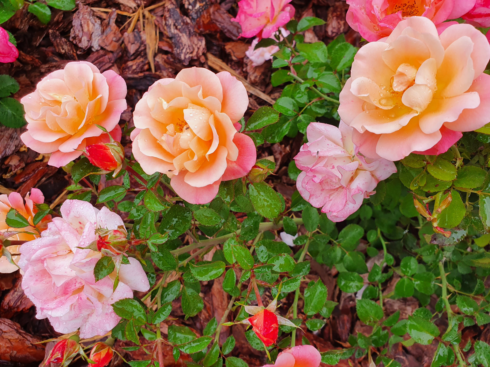 Частный сад в Самарской области