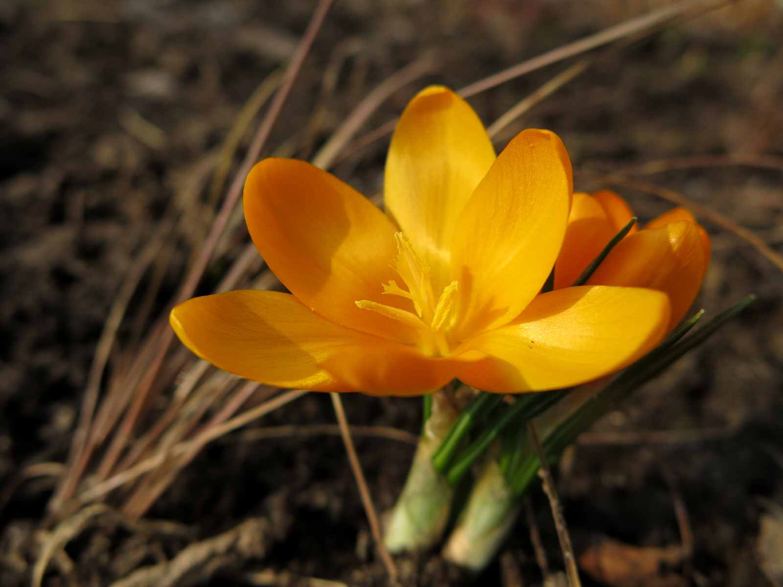 ТЕПЛЫШКО МОЕ. ВЕСНА.