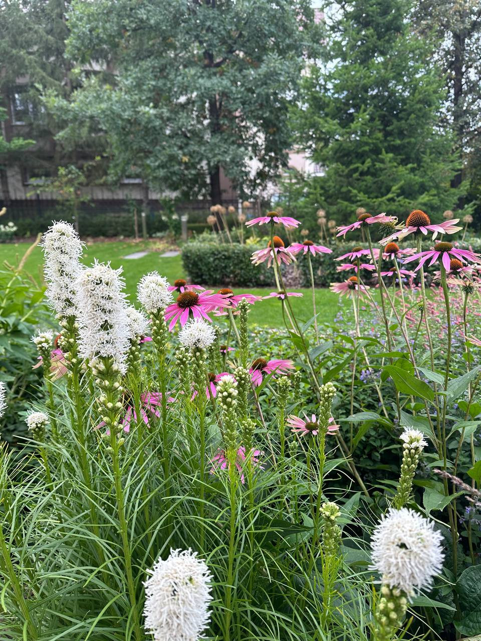 Чистые линии