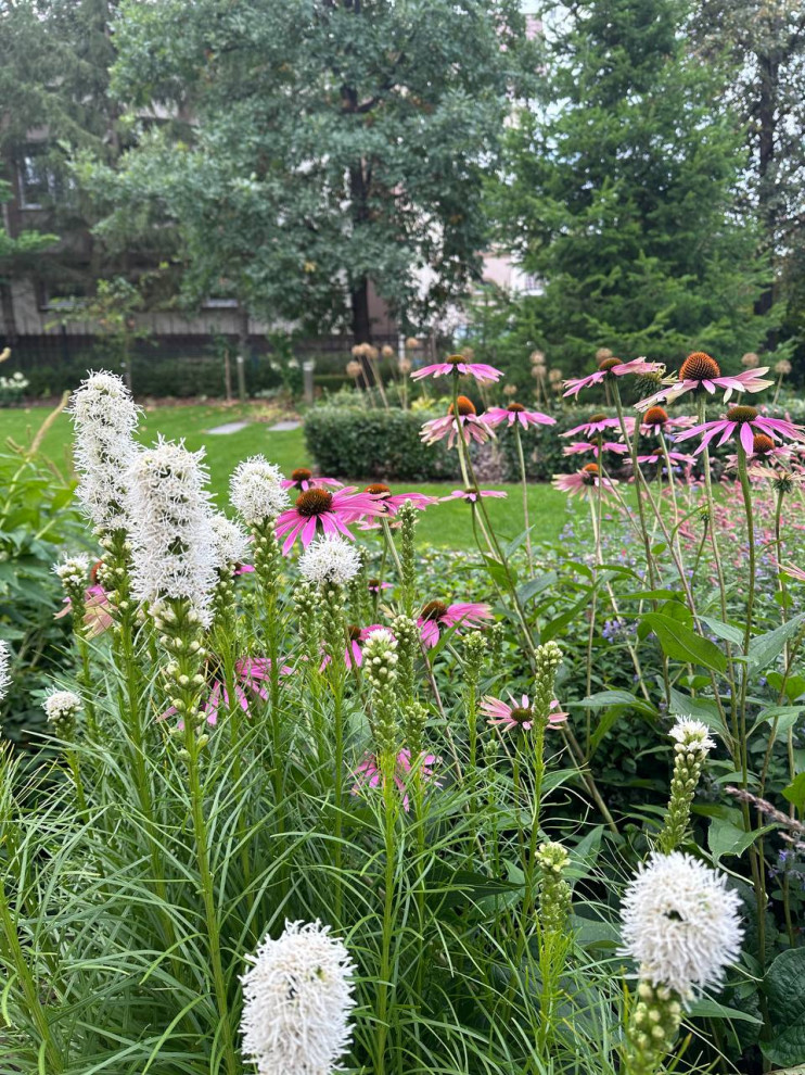 Чистые линии