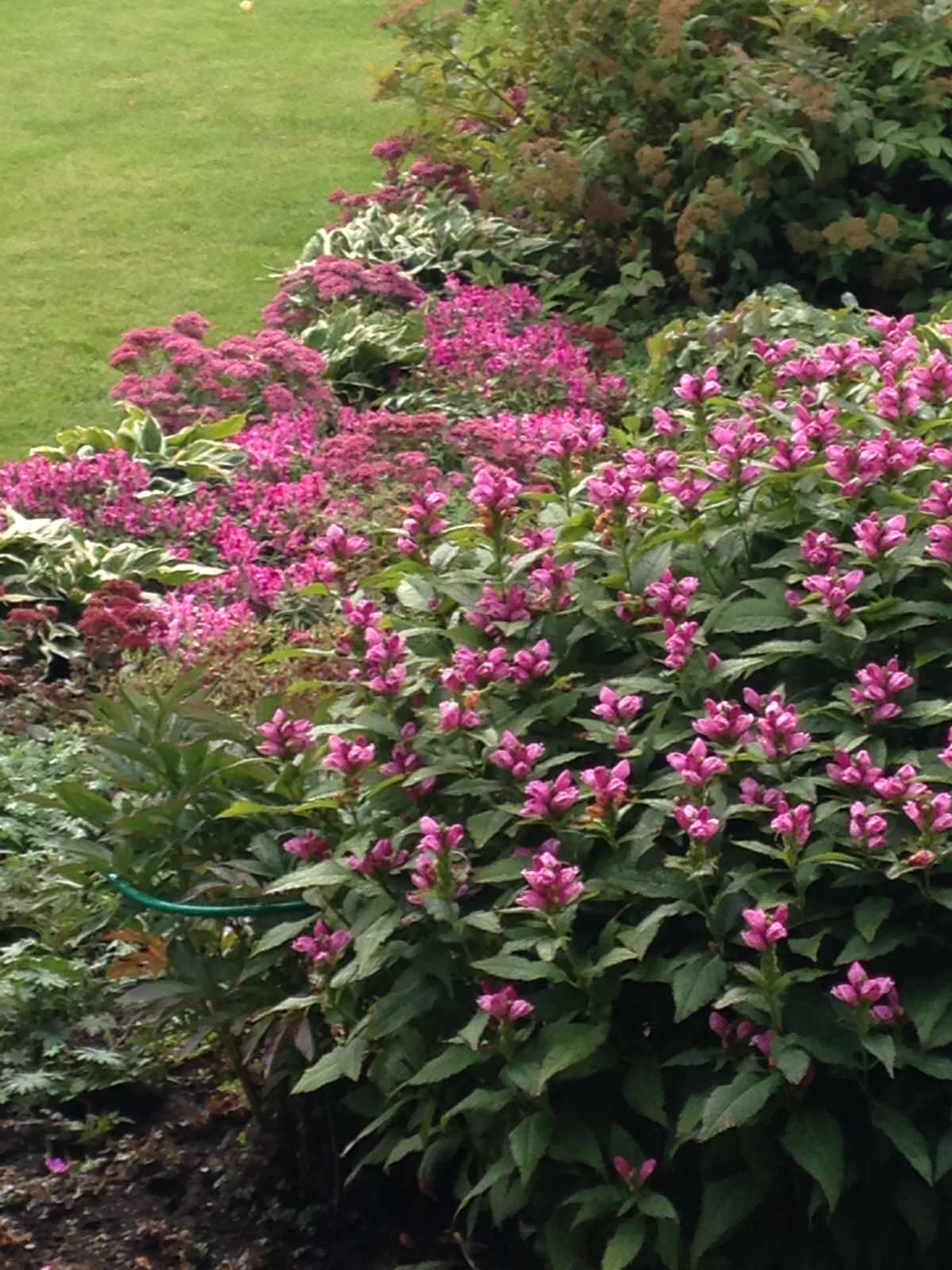 Городской сад