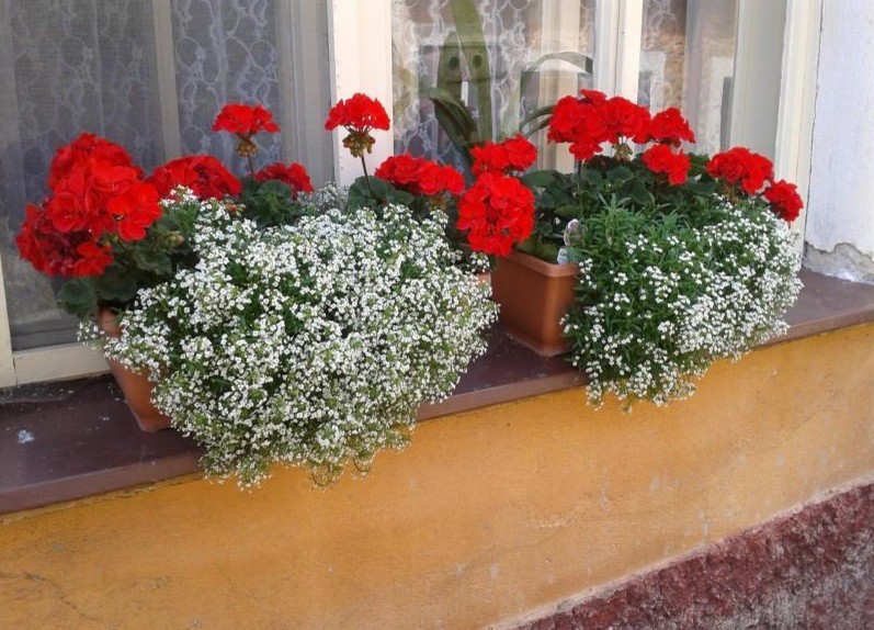 Цветы за окном квартиры: 9 готовых схем