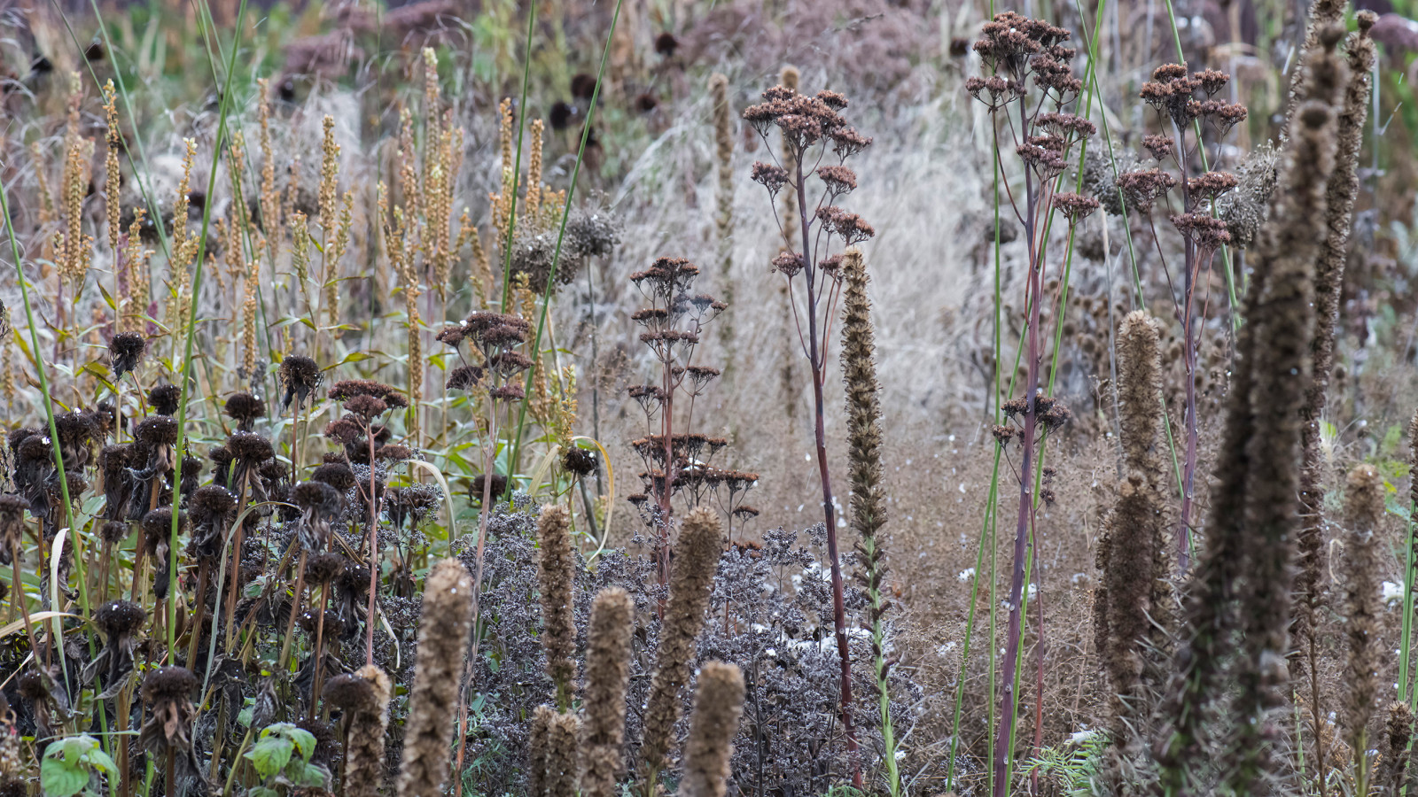 Тренд: Убирать миксбордеры по осени уже не модно