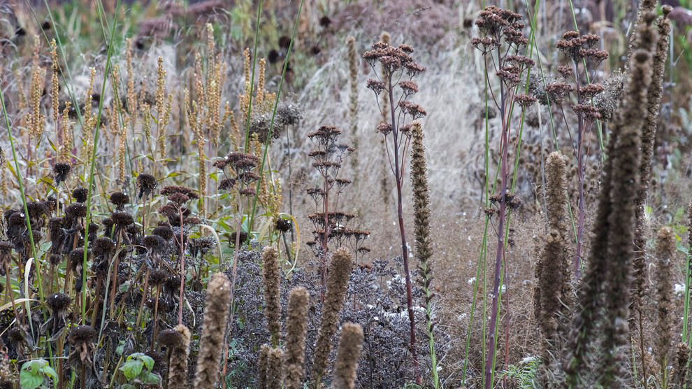 Тренд: Убирать миксбордеры по осени уже не модно