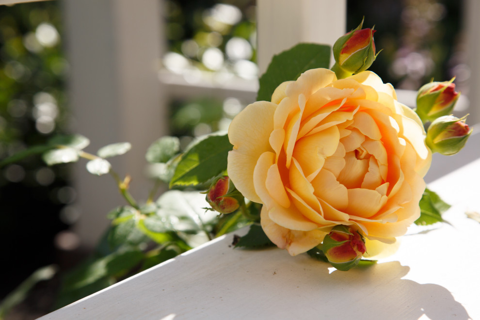 Портреты растений