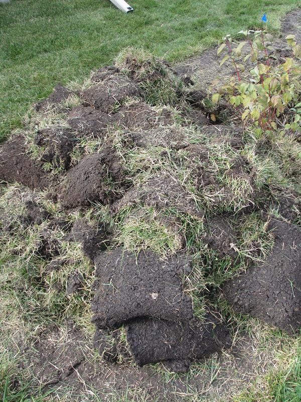 Рулонный газон: Лужайка, которую можно взять с собой