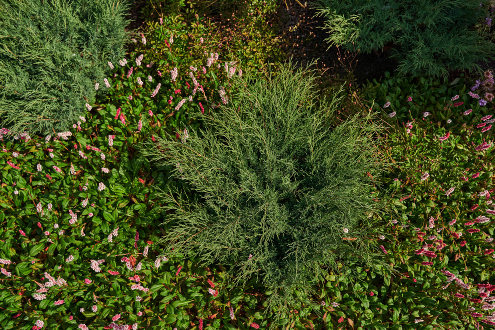 Сад в розовой дымке