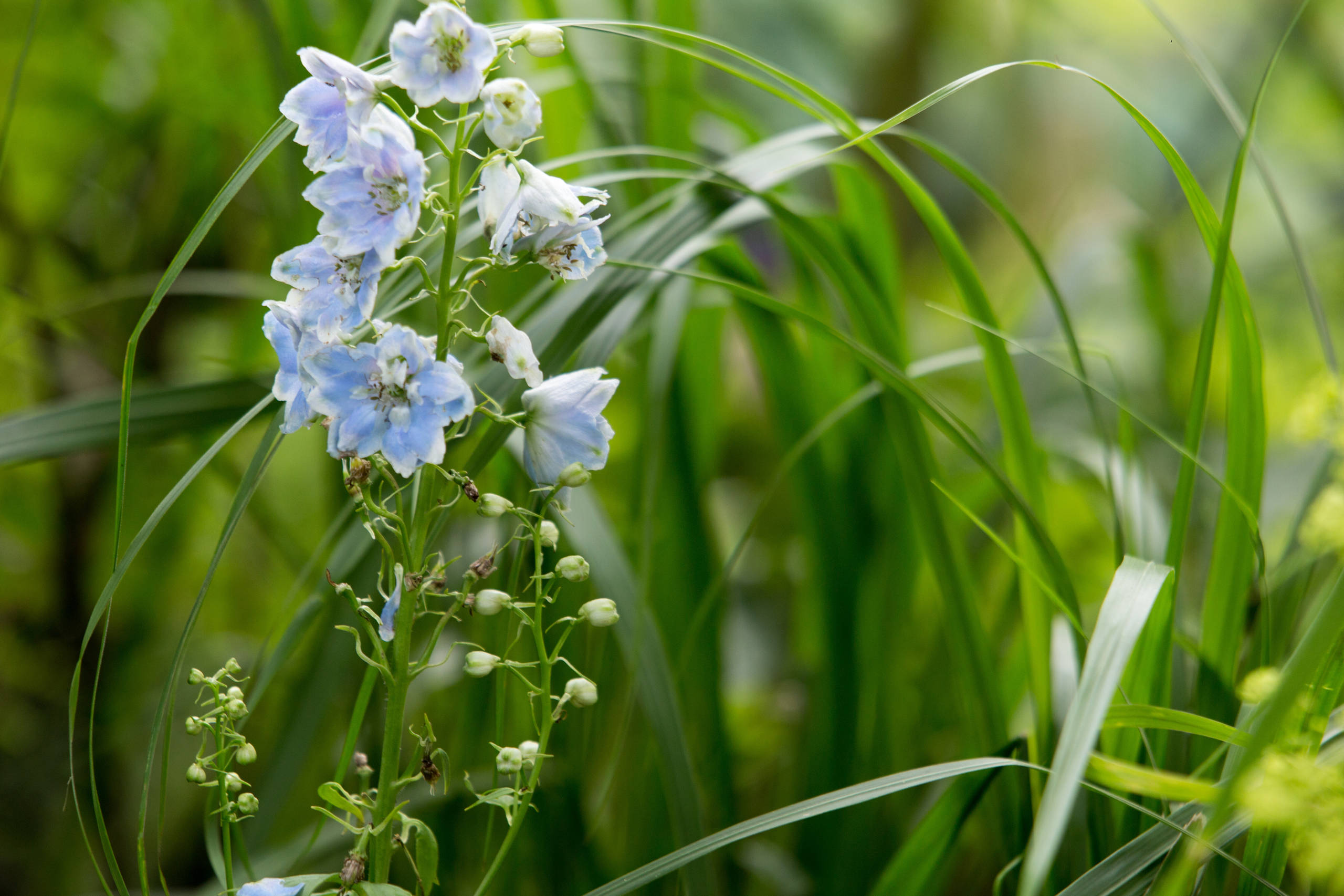 Проект недели: Сад в стиле модерн