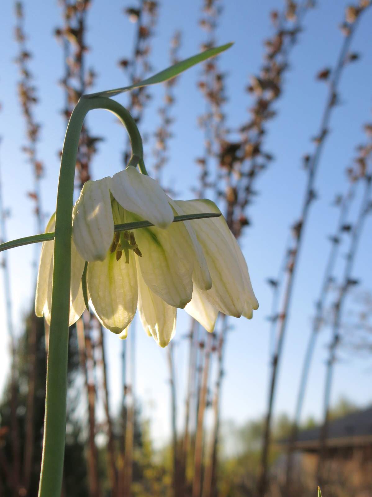 ТЕПЛЫШКО МОЕ. ВЕСНА.
