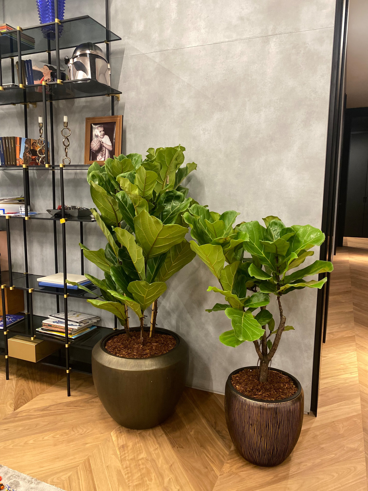 Обложка проекта: Озеленение квартиры ЖК Реноме