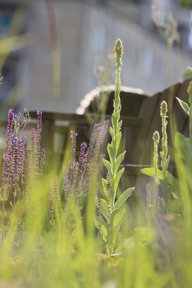 Сад на крыше