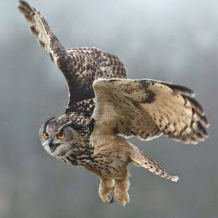 Ярослав Яковлев