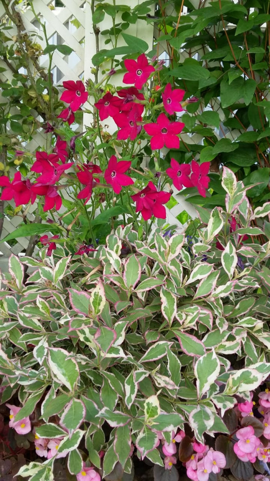 "Мечты о Провансе"