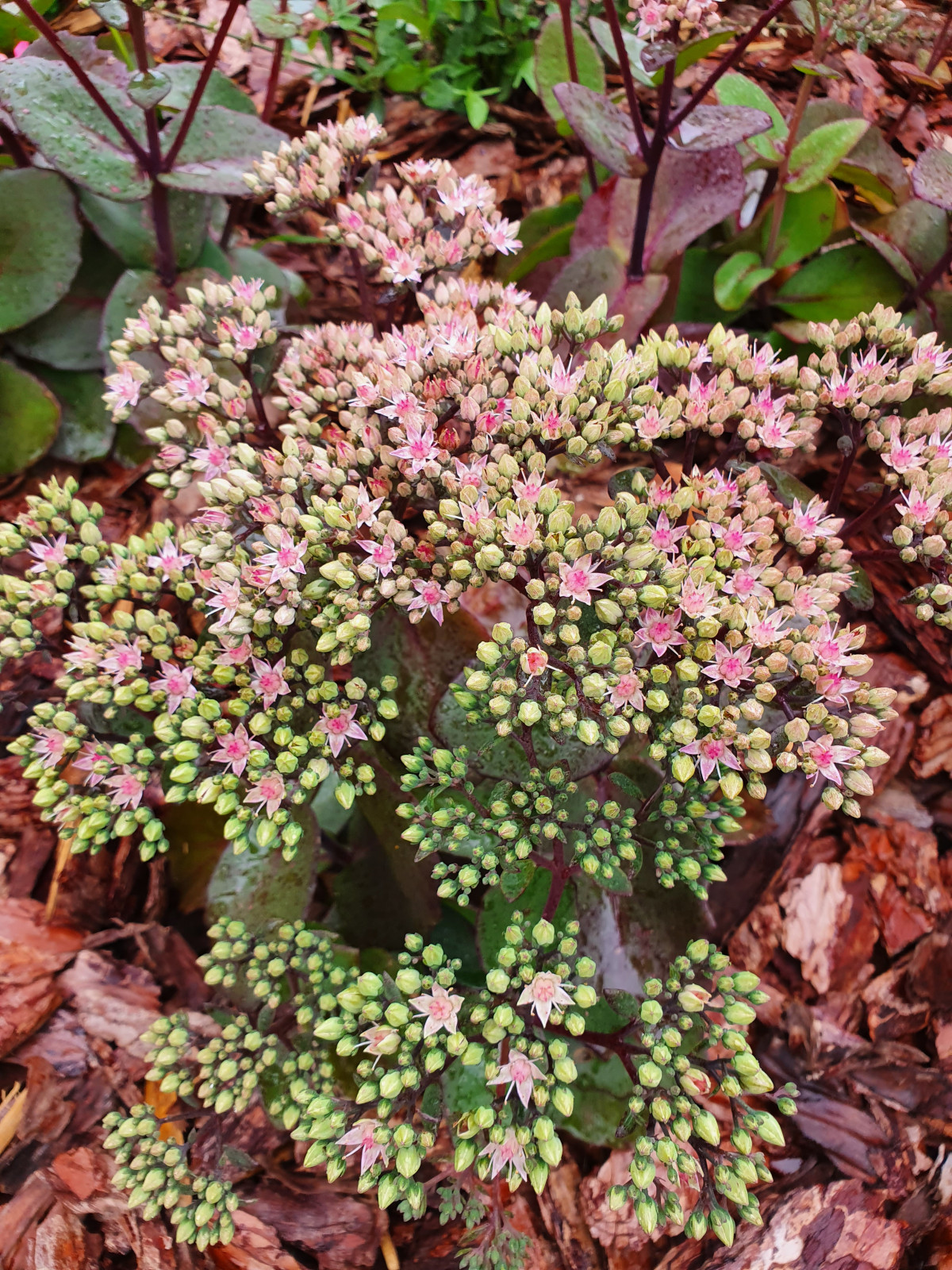 Частный сад в Самарской области