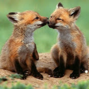 Дима Куликов