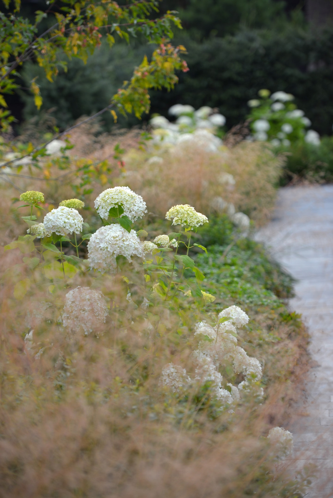 Обложка проекта: Злаковый сад