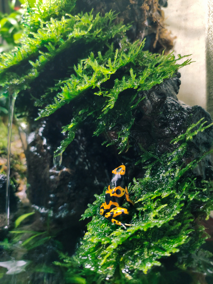 Флорариум 2