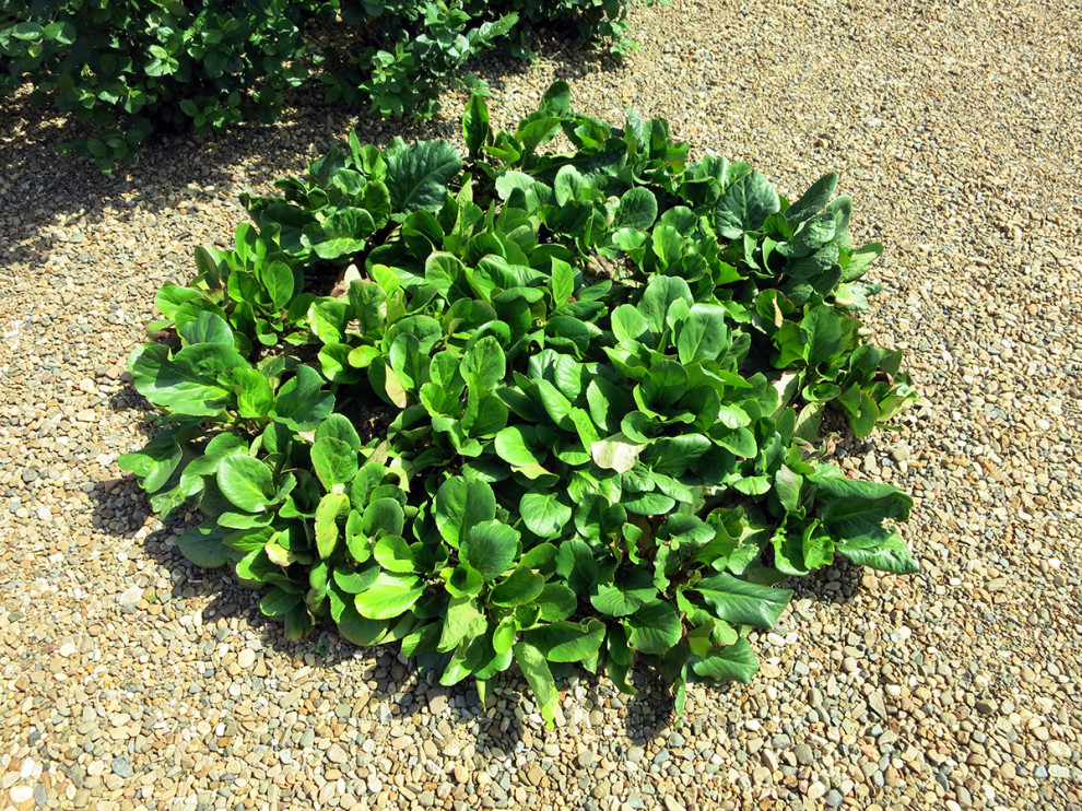 сад в городе