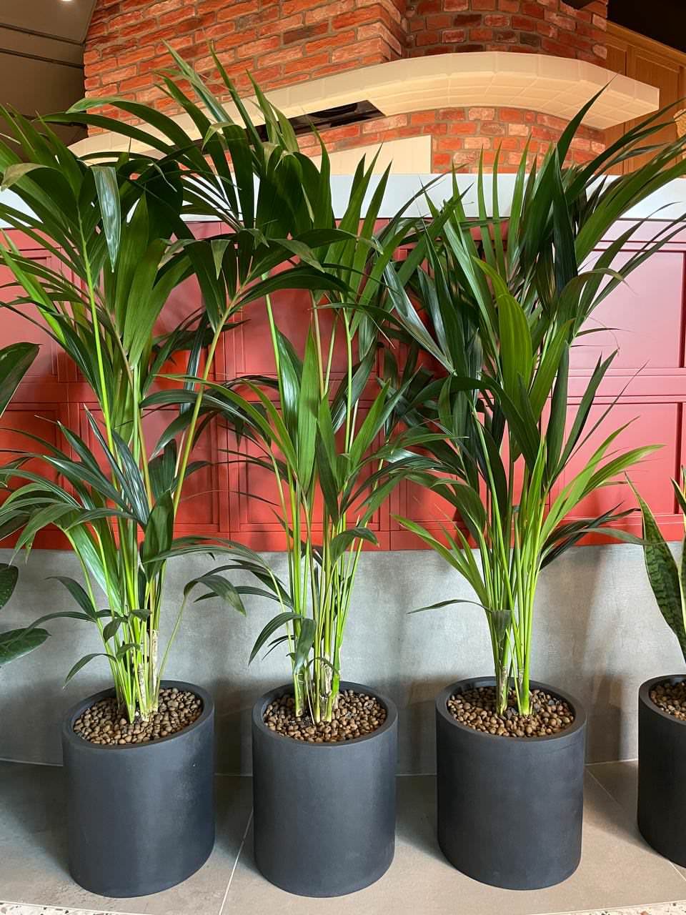 Пиццерия Peperoni г. Санкт-Петербург