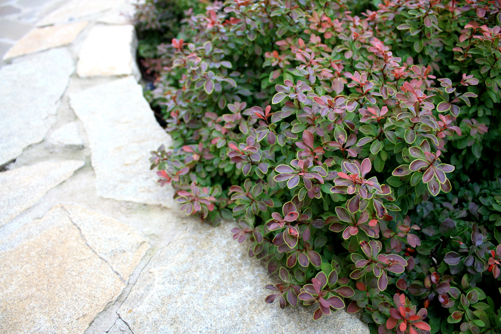 Декоративные кустарники: 12 причин посадить их в своем саду