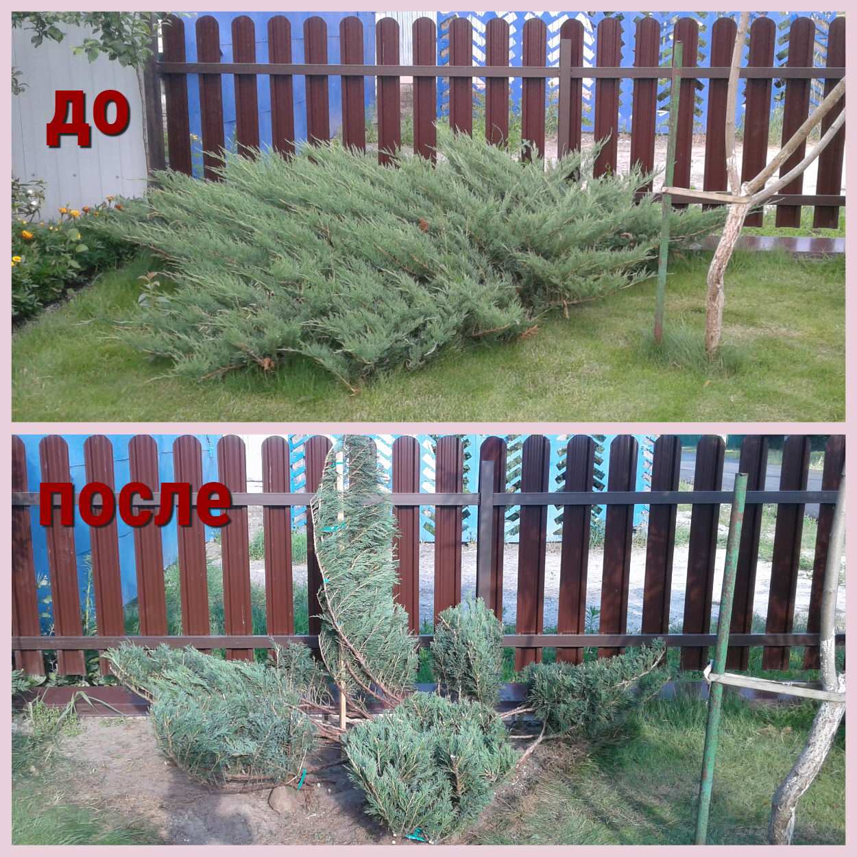 Обложка проекта: Ниваки