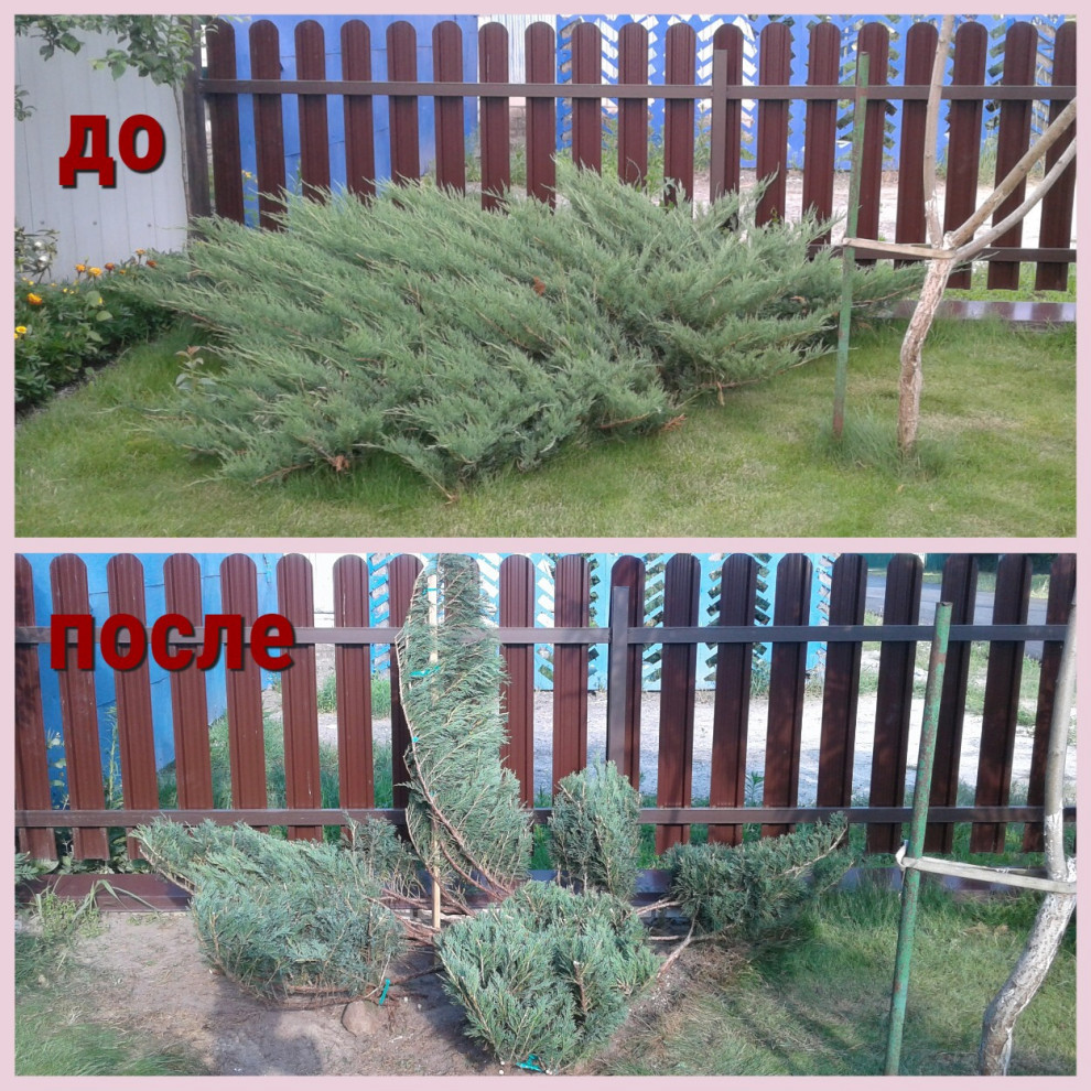 Обложка проекта: Ниваки