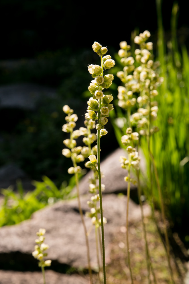 Портреты растений