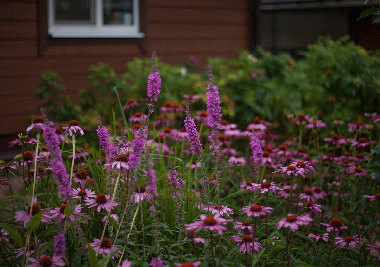 "Обитель ветров". Сад в Тверской области, 1 гектар.