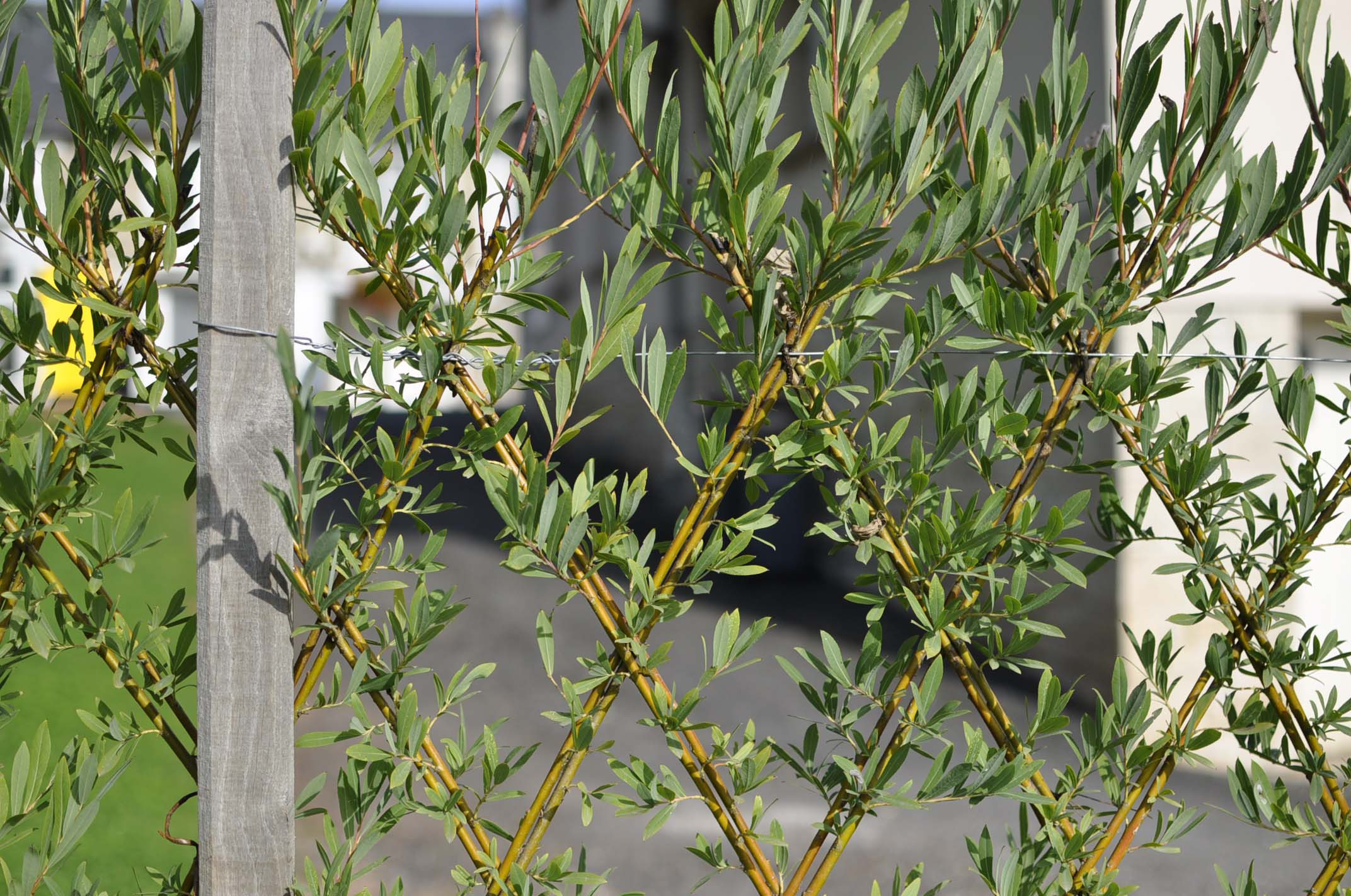 Декоративные кустарники: 12 причин посадить их в своем саду