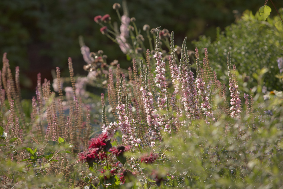 Отражение в каплях росы
