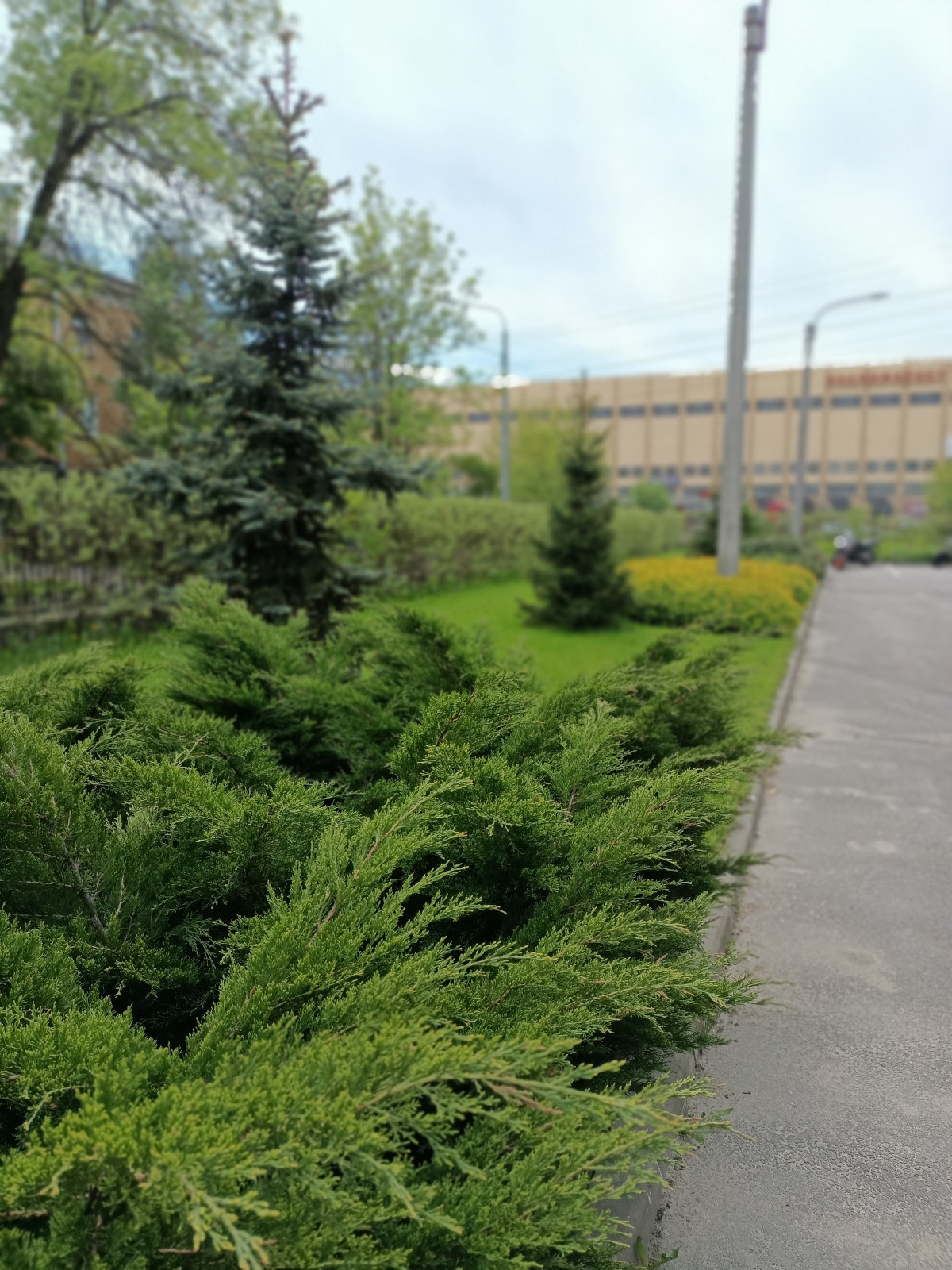 Городское озеленение .Территория производственного комплекса на Баррикадной