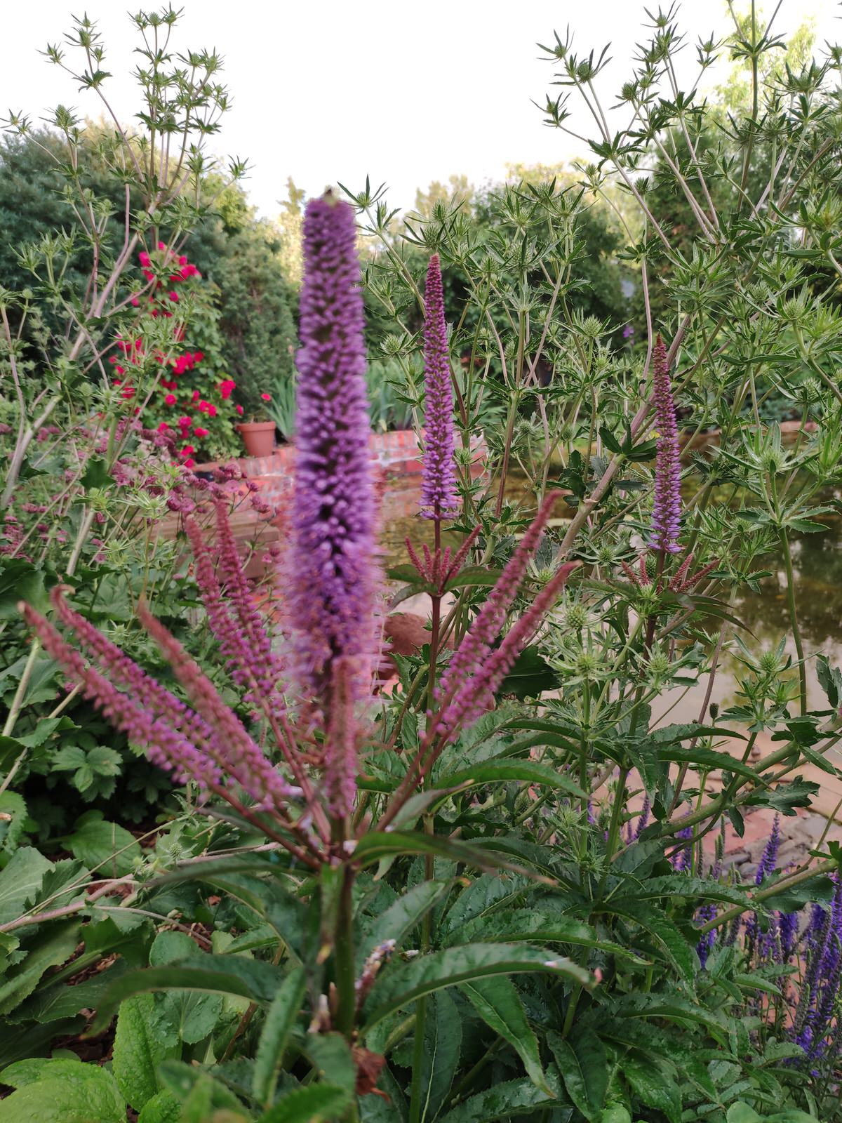 "Экспериментальный" сад любителя растений