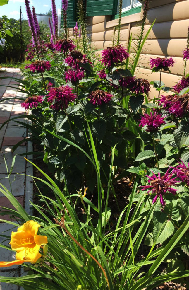 Цветник из многолетников