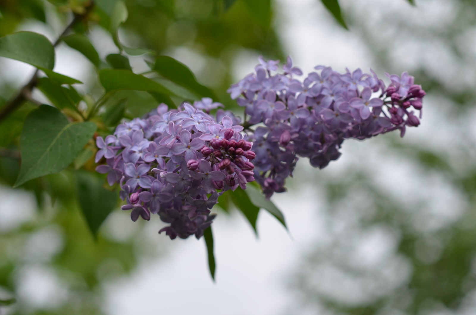 Садовый участок - весна