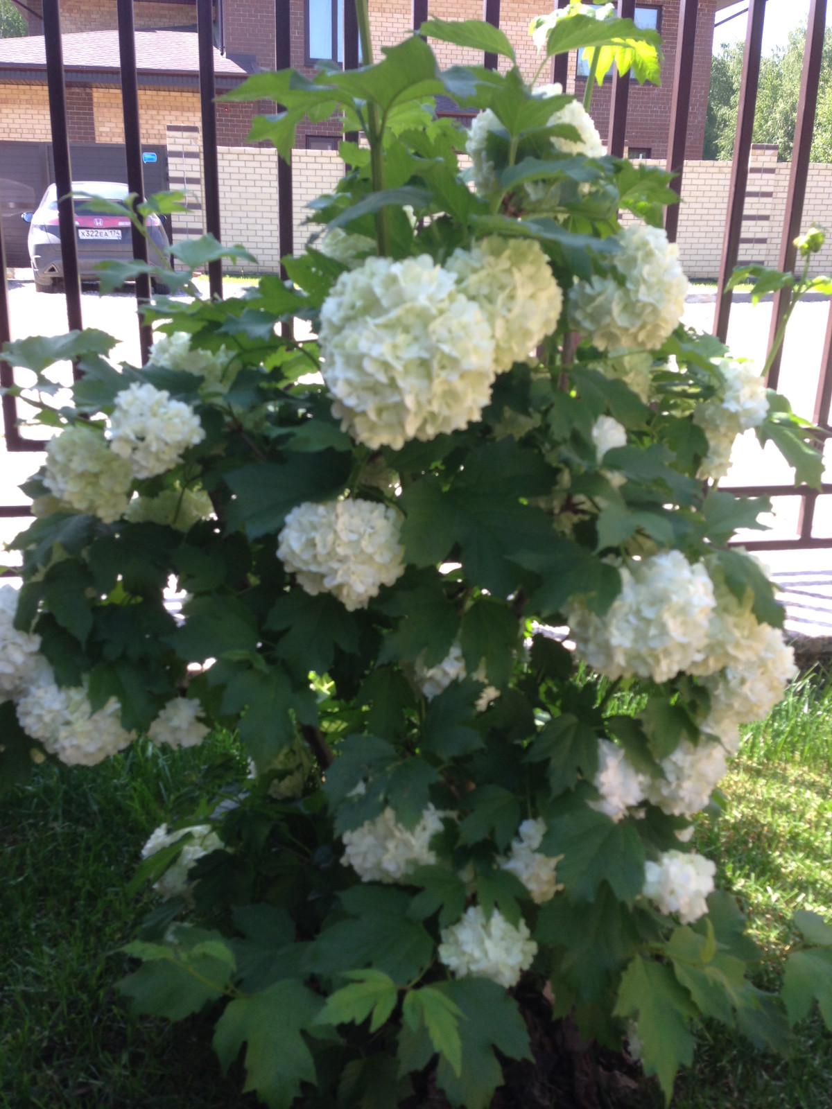 Вавиловец 1