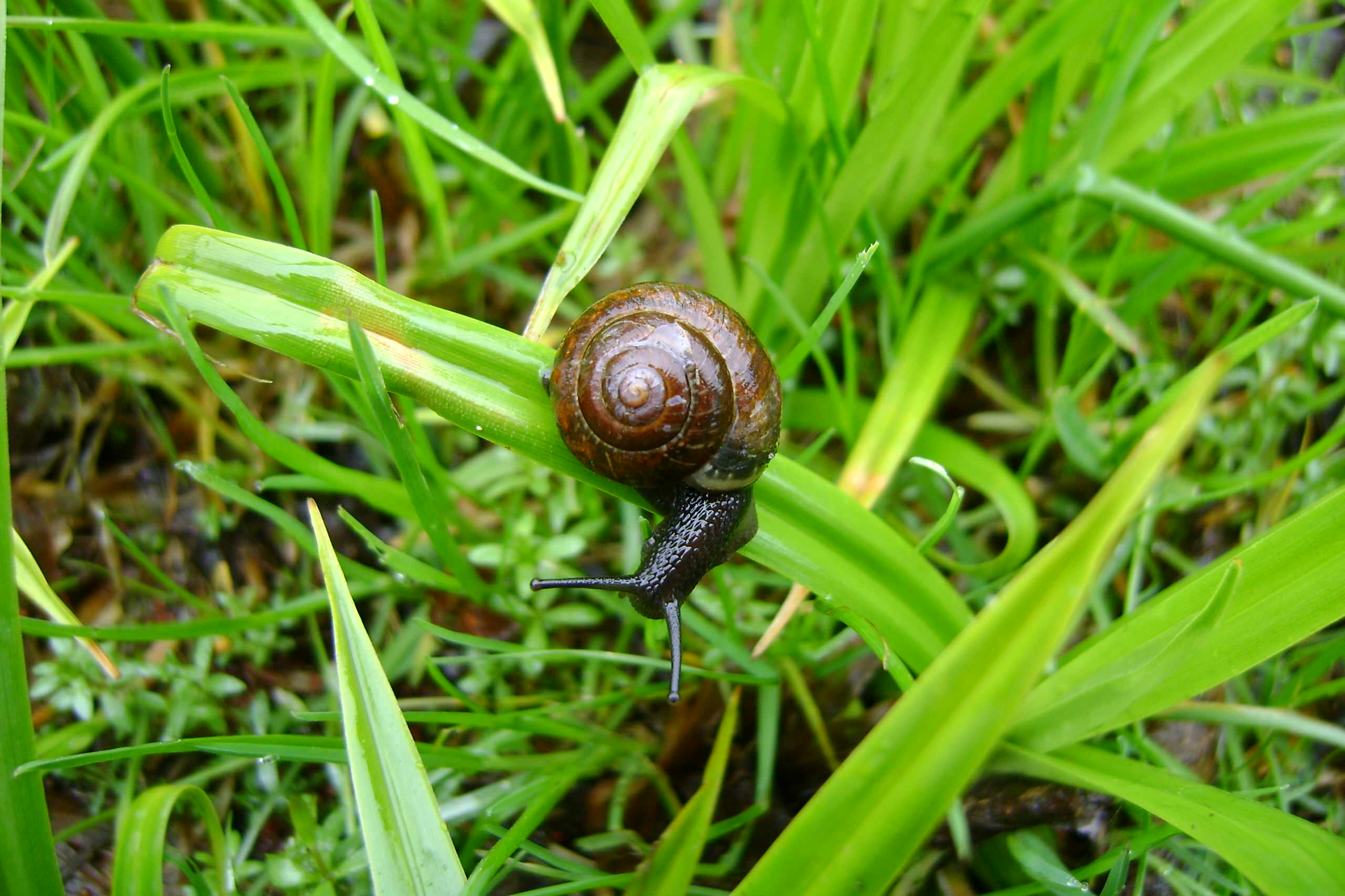 Сила трав: Календарь садовода на июнь