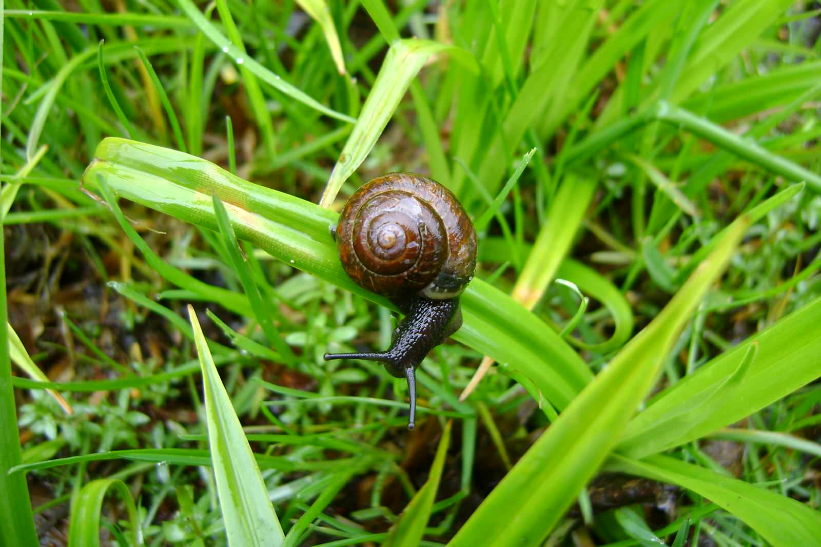 Садовый участок - весна