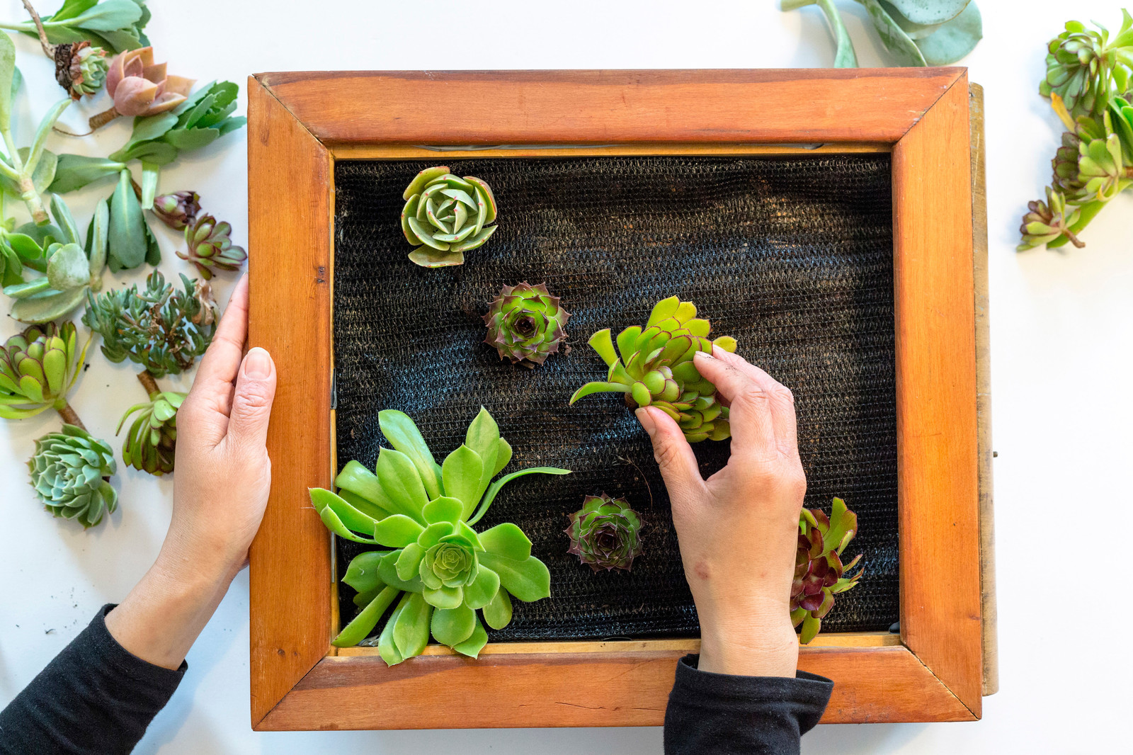 Сделай сам: Как изготовить панно из суккулентов