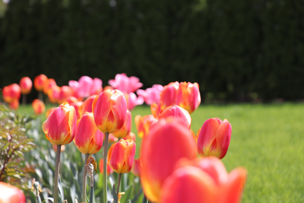 Весна 2020 Сосновые берега