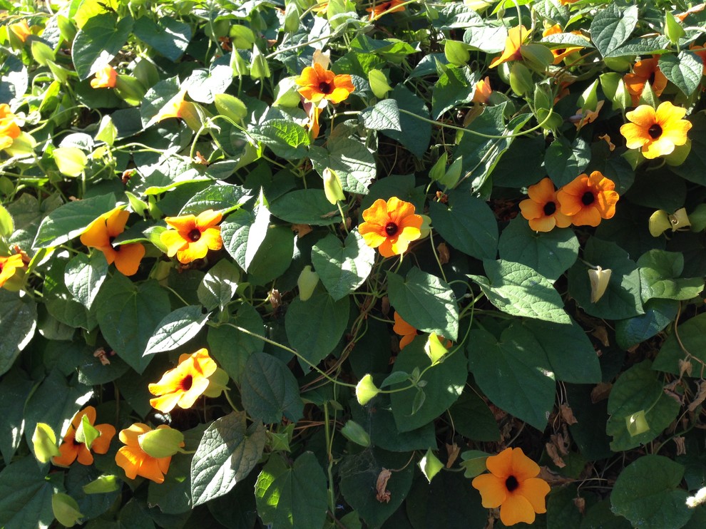 Азбука садовода: Цветы для южного окна — какие выбрать