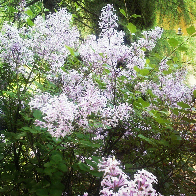 Как правильно: Выбрать и посадить сирень в своем саду