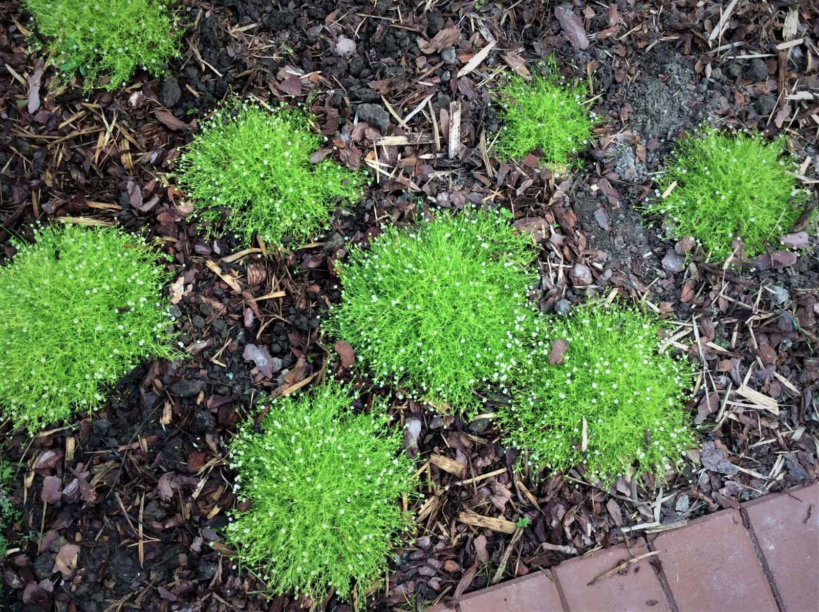 ПОЛЕТ ШМЕЛЯ