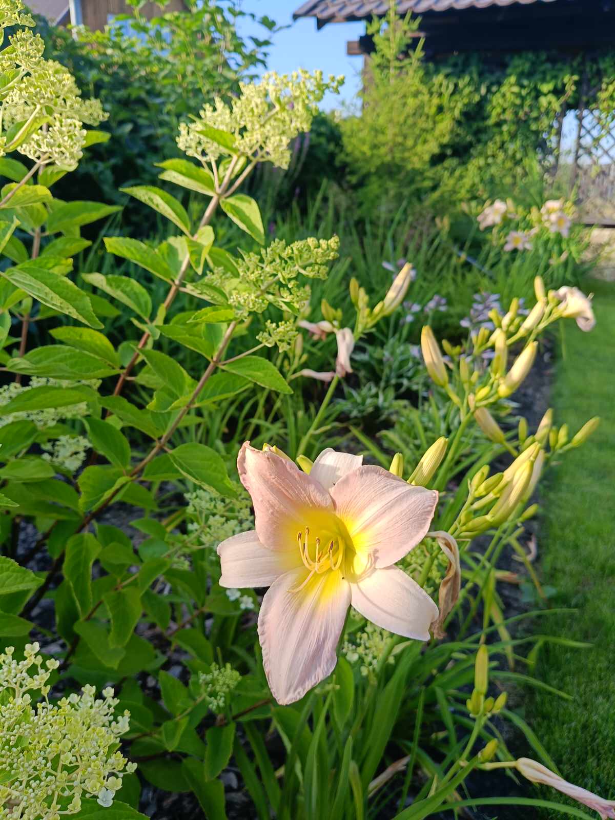 Современный цветник