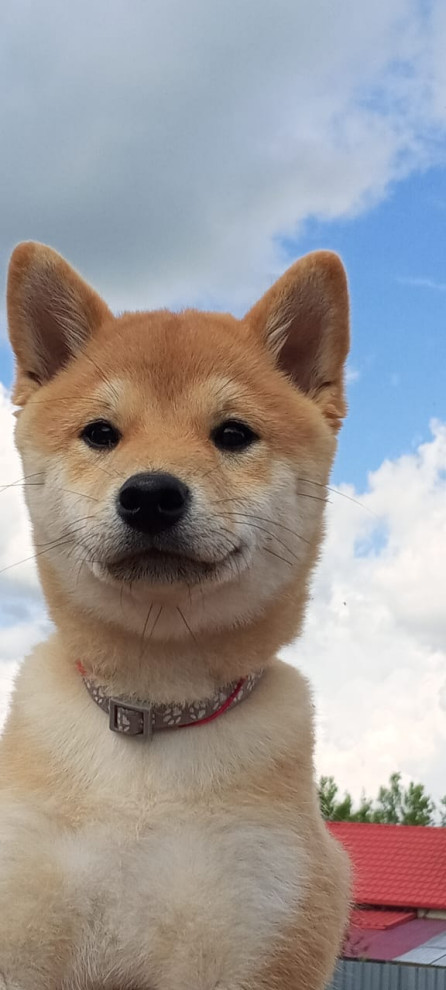 Кузз Пралмли