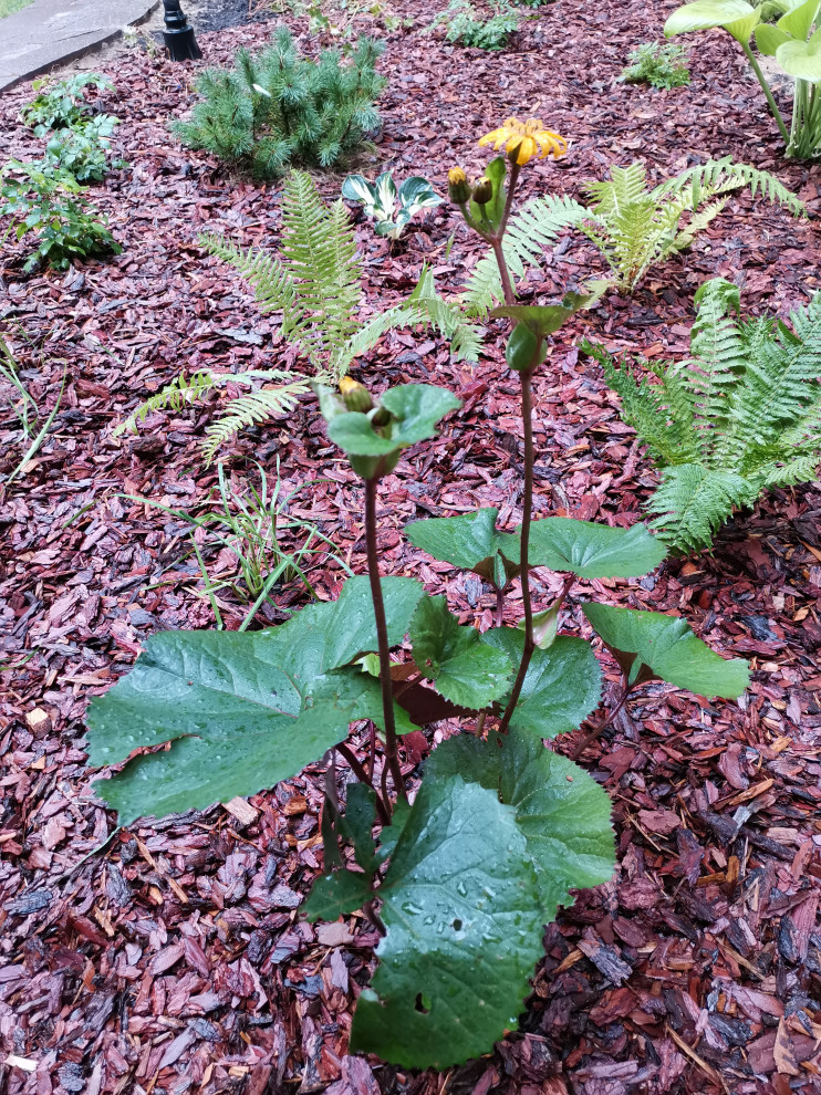 Лесная сказка Марий Эл. Сад в стиле Naturgarden
