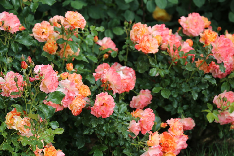 Розарии в садах NB-GARDEN