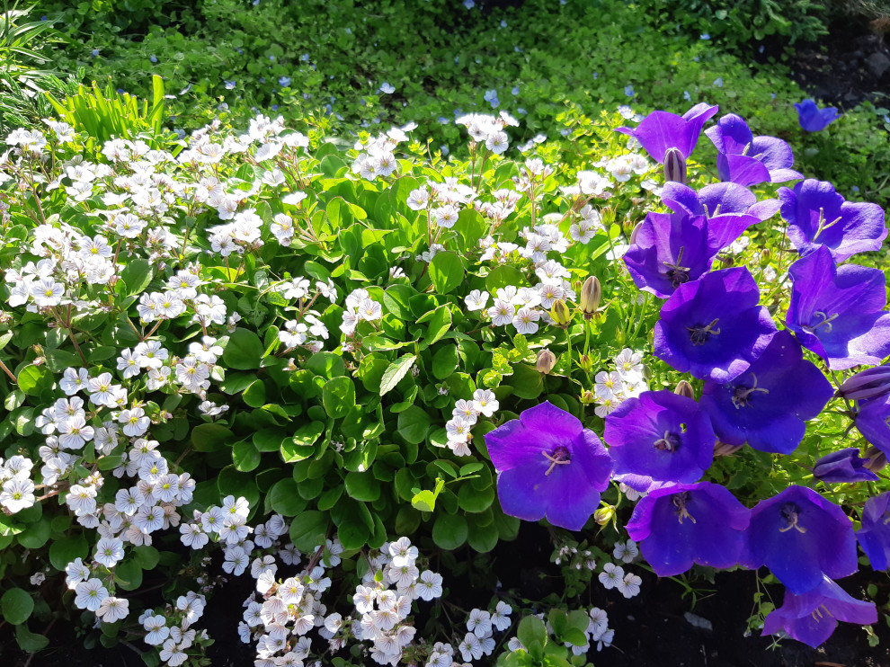 Обложка проекта: цветники, огород  " Теплые грядки"