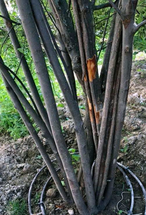 Вопрос: Как выбирать растения для сада