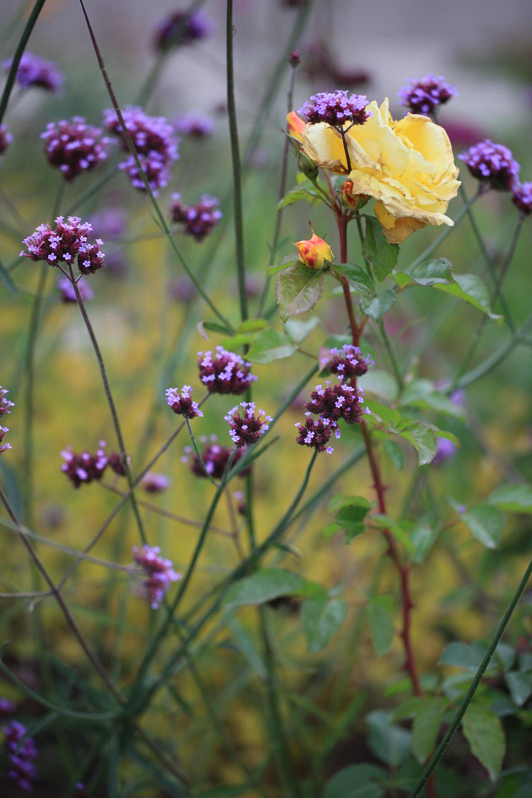 Обложка проекта: Шевелкино