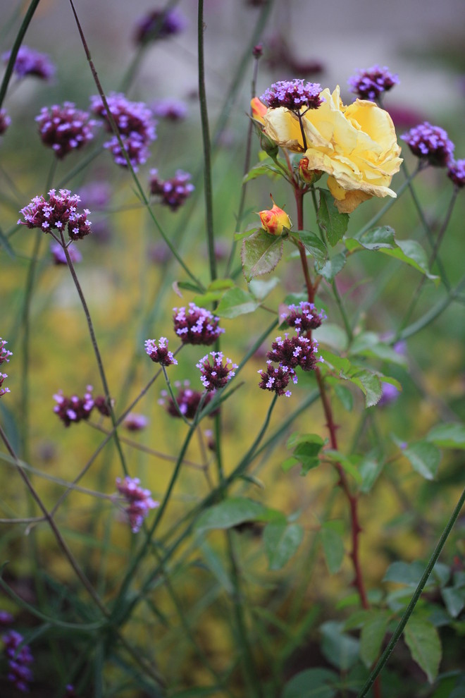 Обложка проекта: Шевелкино